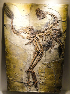 Caudipteryx Fossil