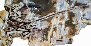 Microraptor Fossil