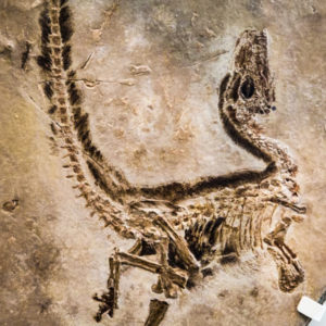 Sinosauropteryx Fossil