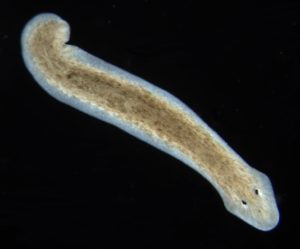 Stage2 eye Planarian