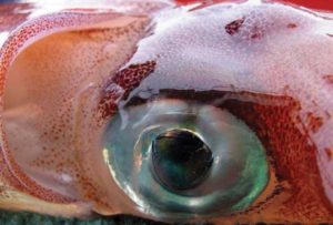 Stage5 eye Squid