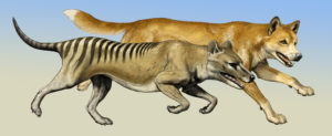 Tasmanian Tiger and Wolf