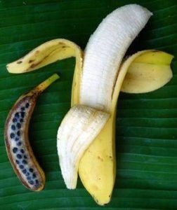Banana Evolution