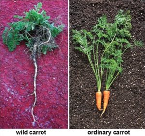 Carrot Evolution