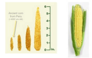 Corn Evolution