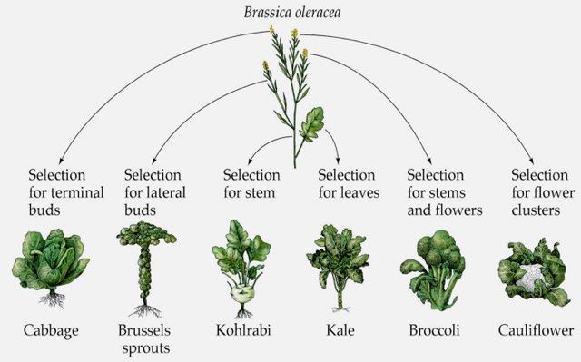 Vegetable Evolution