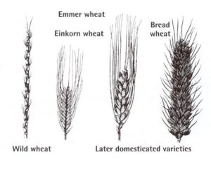Wheat Evolution