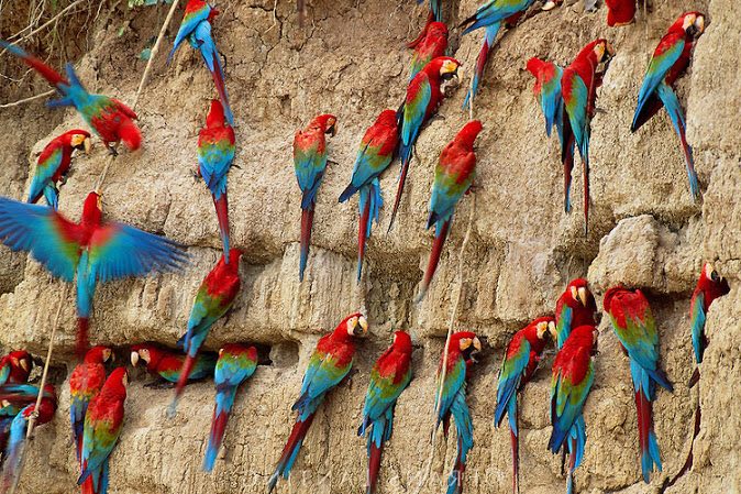 Peru Parrot Salt Licking