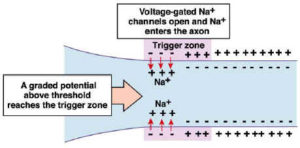 Sodium Ion Signalling