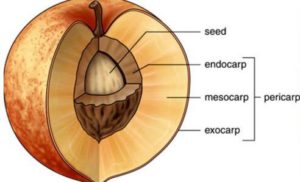 Fruit Anatomy