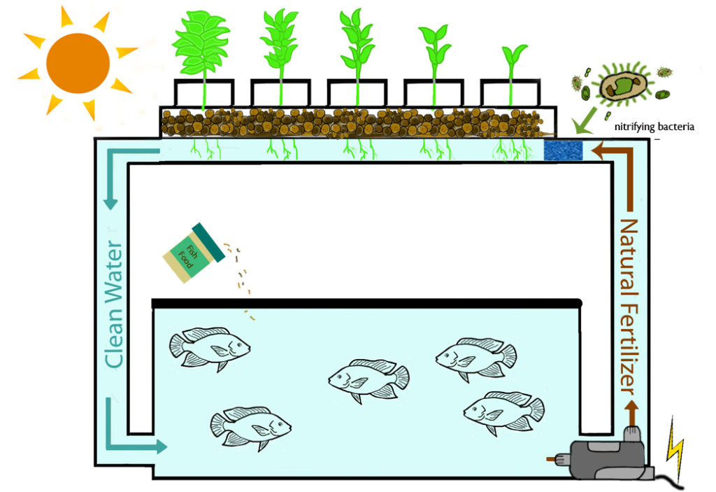 Aquaponics Cycle