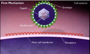 Cell_receptors