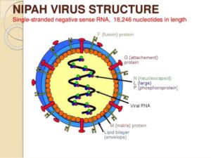 Nipah-virus
