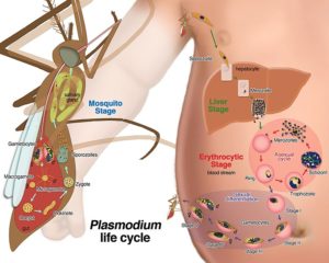 Plasmodium LifeCycle