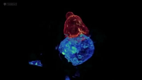 Orange color T Cells Killing Blue color Cancer Cells