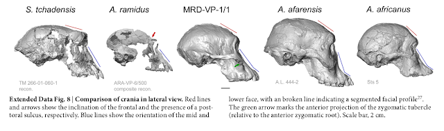 Skull Comparison