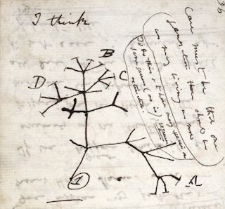 Evoution Tree by Darwin
