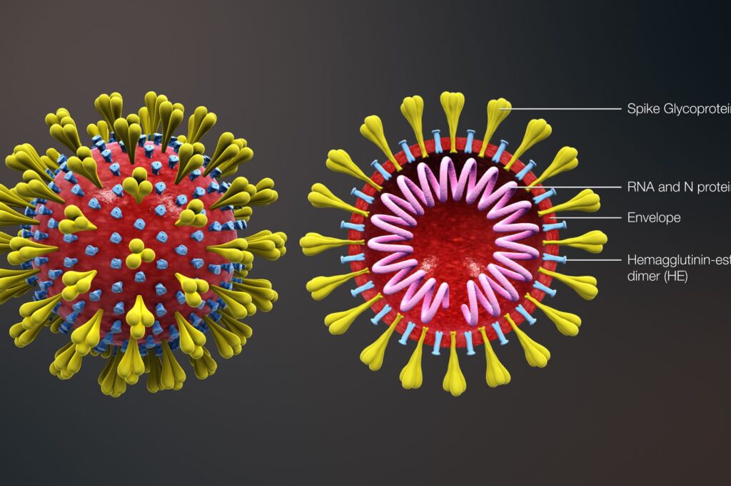 Corona Virus