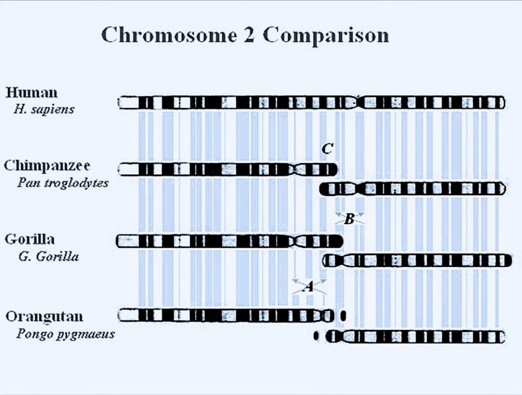 Human vs Apes Chromosome comparison