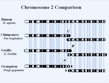 Human vs Apes Chromosome comparison